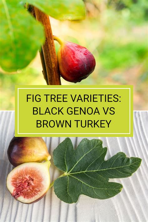 black jack fig vs brown turkey|Fig Tree Varieties in Australia: Black Genoa vs Brown .